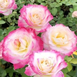 Seraphim Rose
