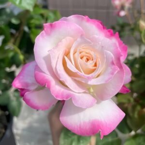 Seraphim Rose