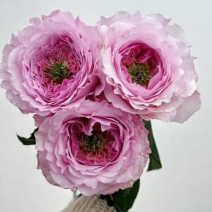 Serendipity Rose