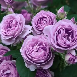 Shinoburedo Rose