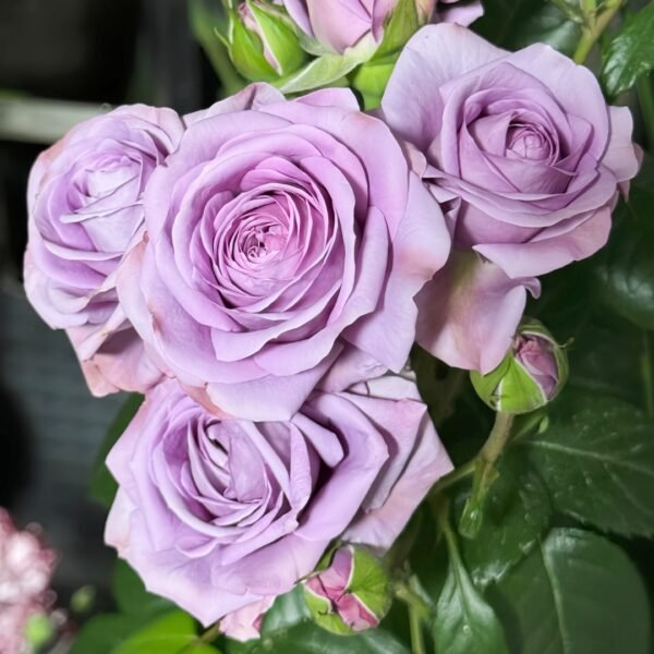 Shinoburedo Rose