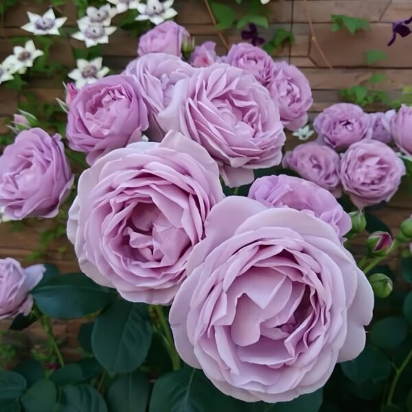 Shinoburedo Rose