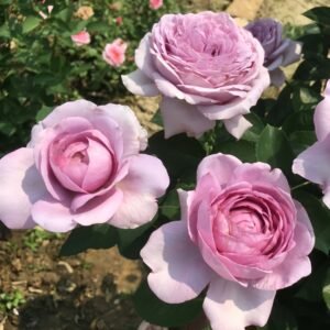 Shinoburedo Rose