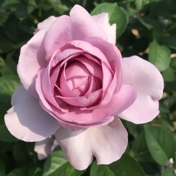 Shinoburedo Rose