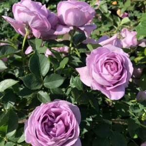 Shinoburedo Rose