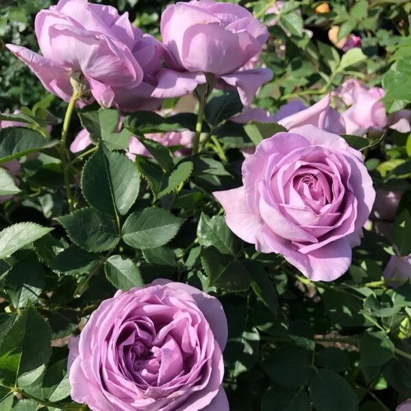 Shinoburedo Rose