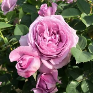 Shinoburedo Rose