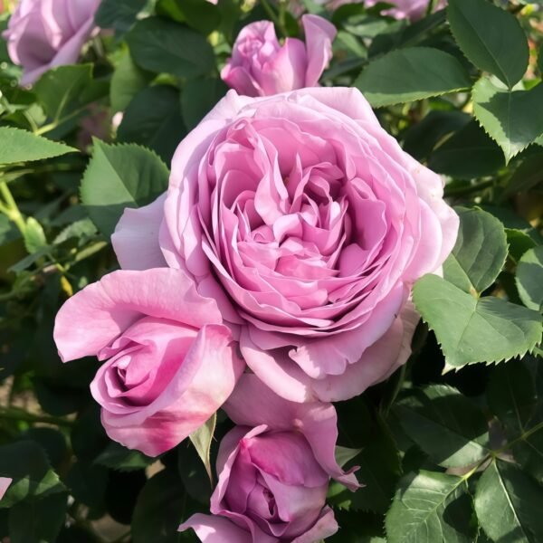 Shinoburedo Rose