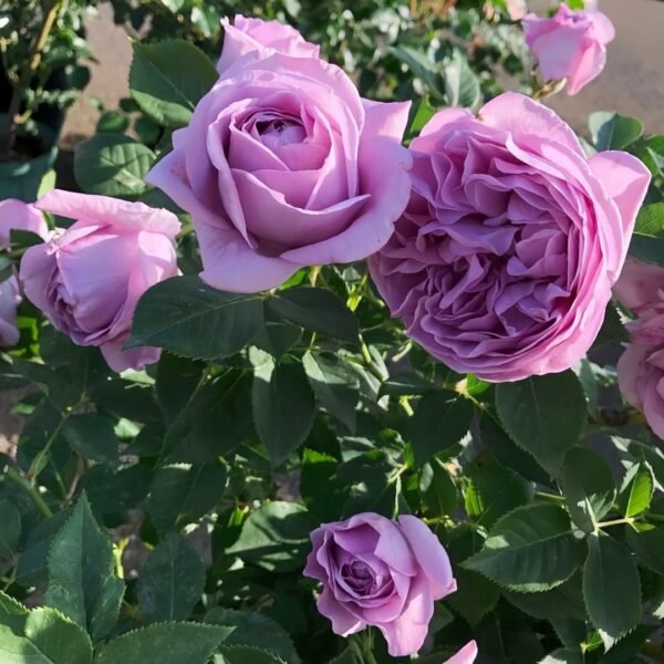 Shinoburedo Rose