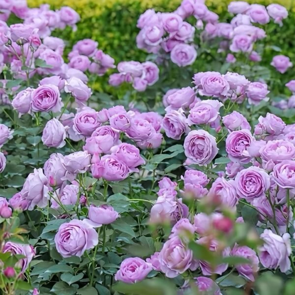 Shinoburedo Rose