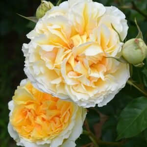 Sicilienne Rose