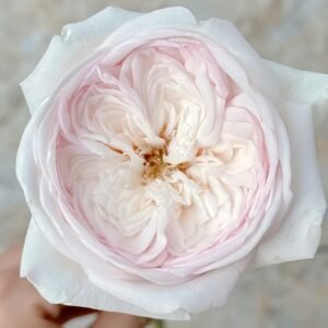 Special Bride Rose
