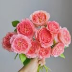 Summer Fireworks Rose