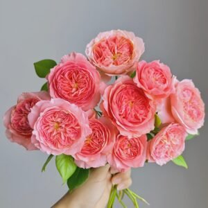 Summer Fireworks Rose