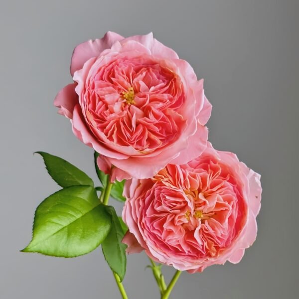 Summer Fireworks Rose