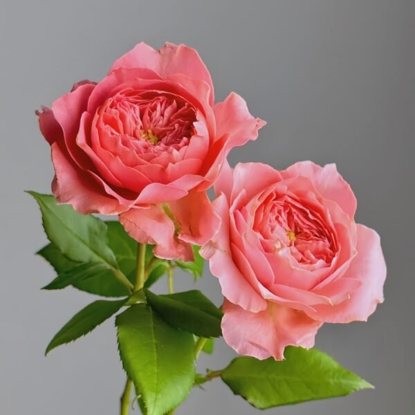 Summer Fireworks Rose