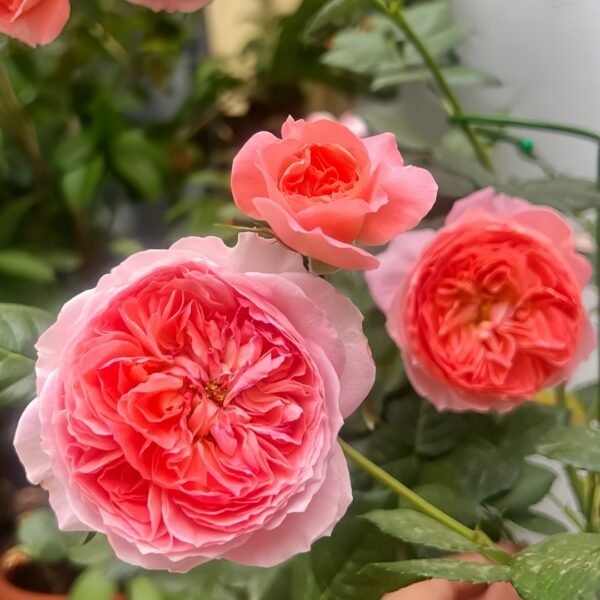 Summer Fireworks Rose