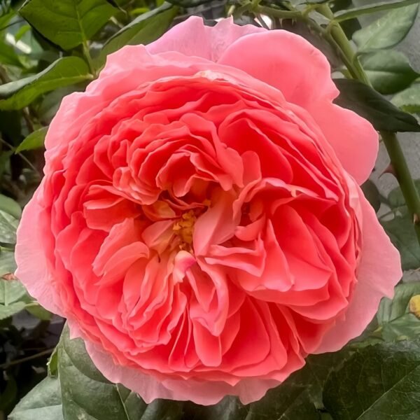 Summer Fireworks Rose
