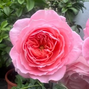 Summer Fireworks Rose