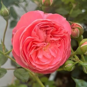 Summer Fireworks Rose
