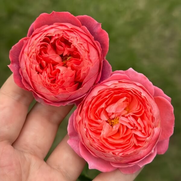 Summer Fireworks Rose