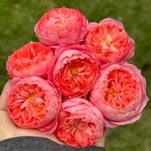 Summer Fireworks Rose