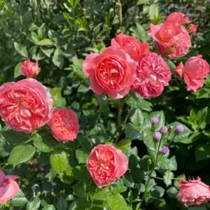 Summer Fireworks Rose