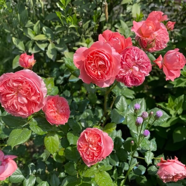 Summer Fireworks Rose