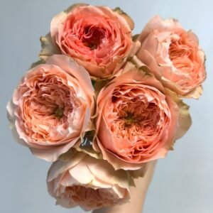 Sweet Harper Rose Plant | 甜蜜哈珀 - 图片 10