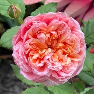 Taoran‌ Rose