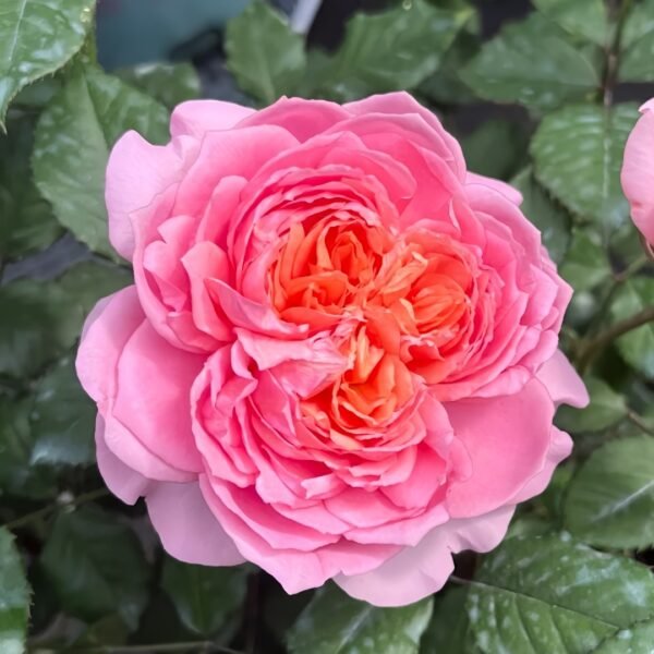 Taoran‌ Rose