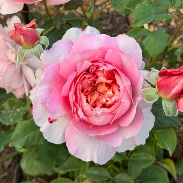 Taoran‌ Rose