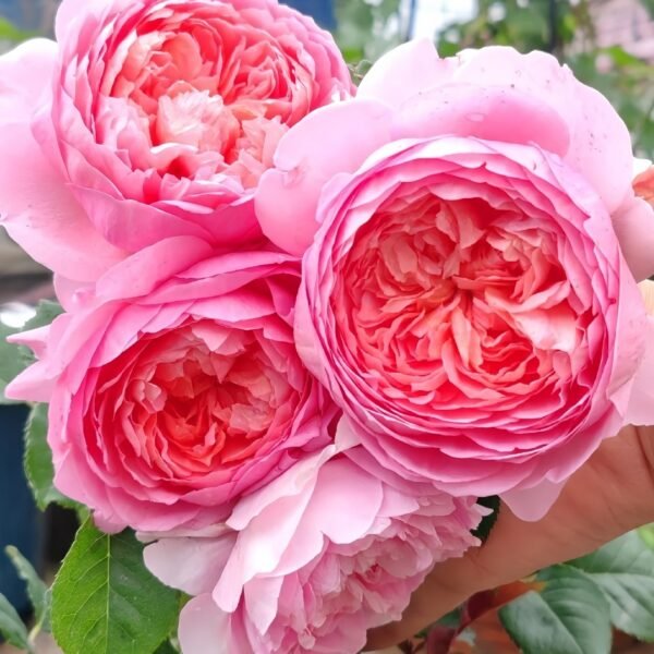 Taoran‌ Rose