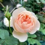 The Shepherdess Rose