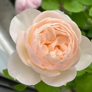 The Shepherdess Rose