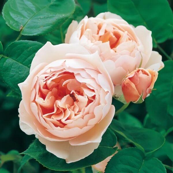 The Shepherdess Rose