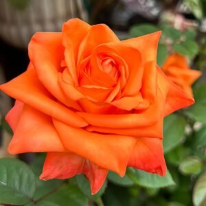 Voodoo Rose