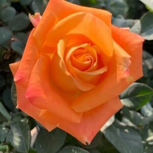Voodoo Rose