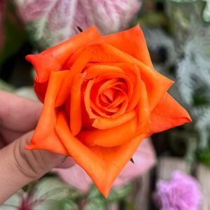 Voodoo Rose