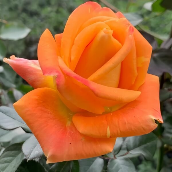 Voodoo Rose