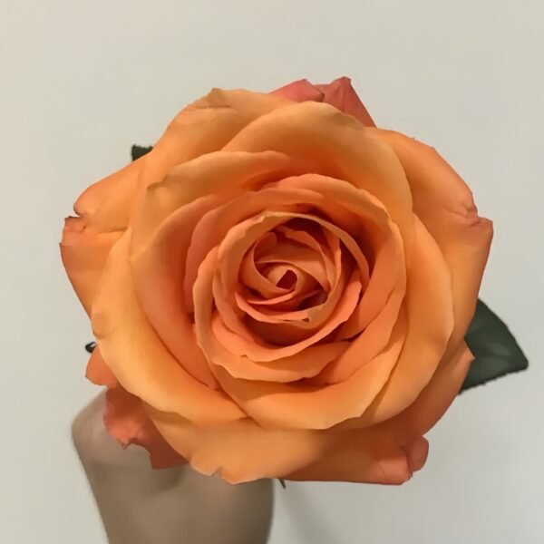 Voodoo Rose