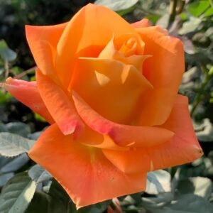 Voodoo Rose Plant｜巫术 - 图片 9