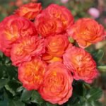 Vulcano Rose