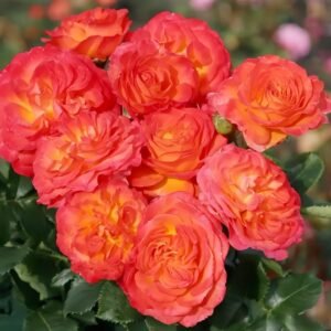 Vulcano Rose