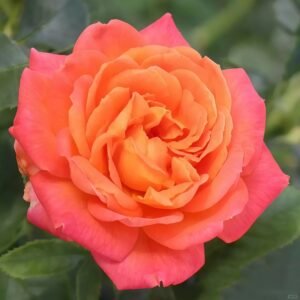 Vulcano Rose Plant｜火神岛 - 图片 3