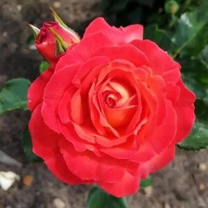 Vulcano Rose Plant｜火神岛 - 图片 4