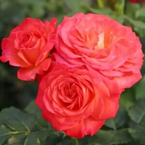 Vulcano Rose Plant｜火神岛 - 图片 5