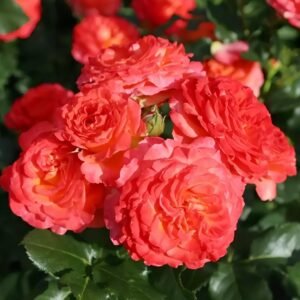 Vulcano Rose Plant｜火神岛 - 图片 6