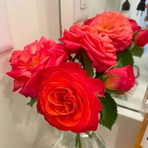 Vulcano Rose Plant｜火神岛 - 图片 7