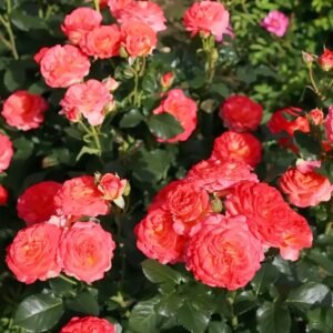Vulcano Rose Plant｜火神岛 - 图片 8